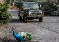 1980 UAZ 469 Jeep - 25